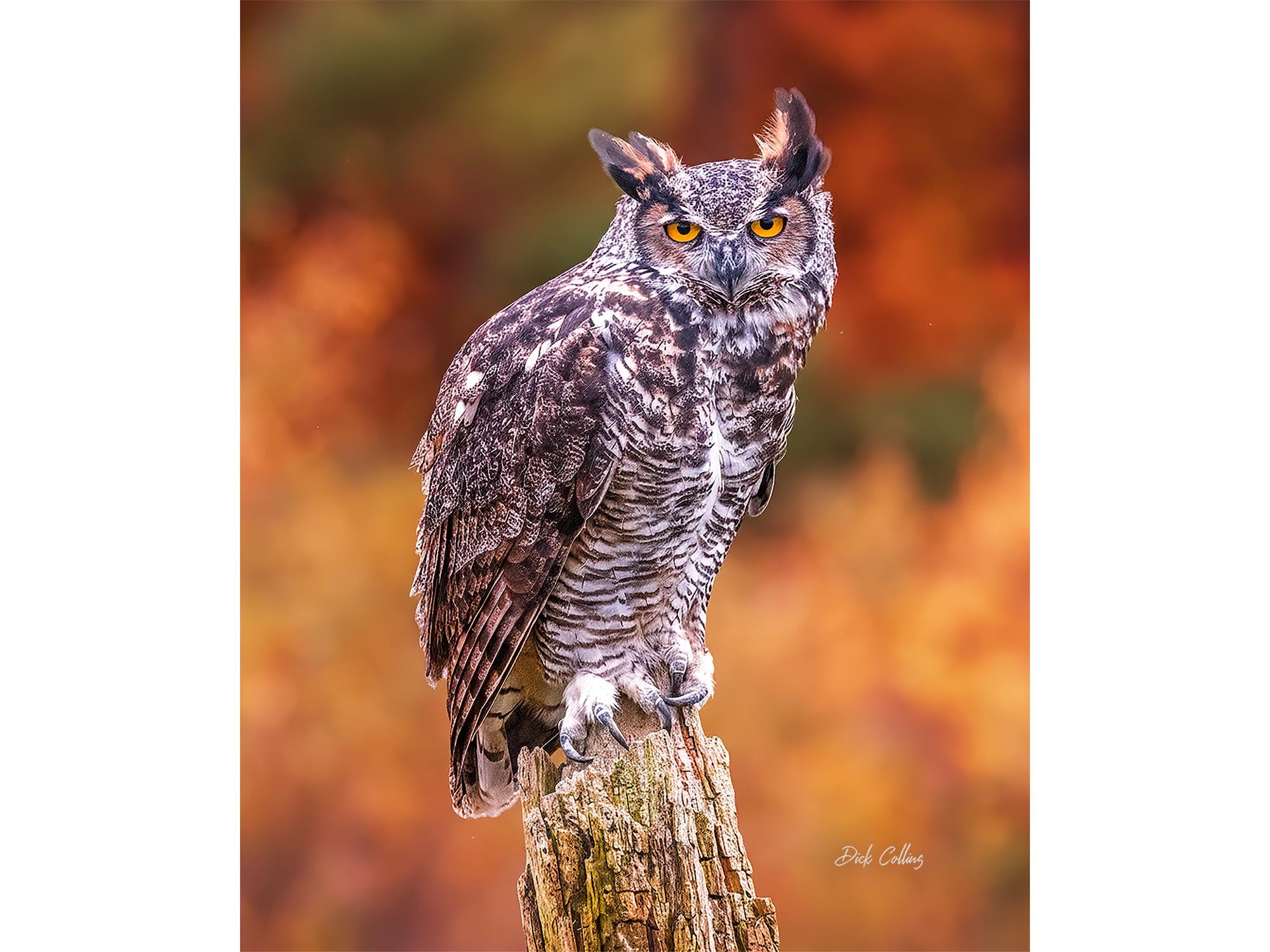 GREAT-HORNED OWL  ready to hang Dye Sublimation Photo /Wildlife photo / Wild Bird Print / Owl photo 