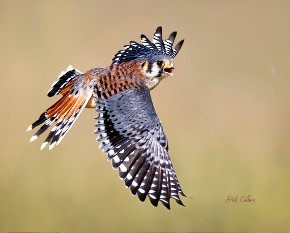 AMERICAN KESTREL Falcon in Flight Ready to Hang Photo Nature Wall
