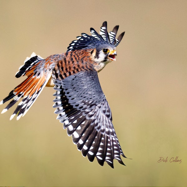 AMERICAN KESTREL Falcon in flight ready to hang photo nature wall art dye sublimation print high res  Chromalux photo printed by author