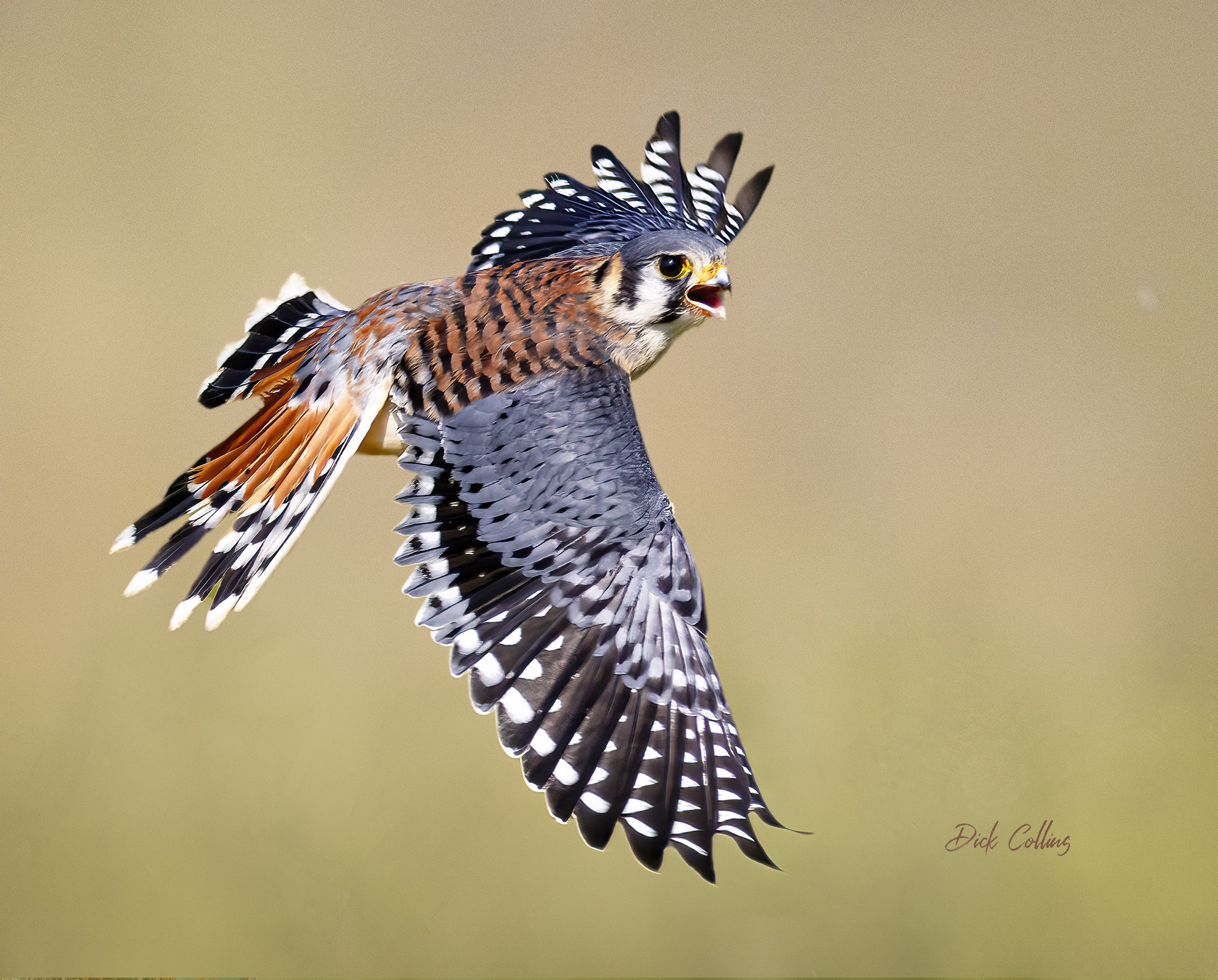 bird イッタラ バード　Falcon　ファルコン AMERICAN KESTREL #01A Falcon in Flight Ready to Hang Photo Nature
