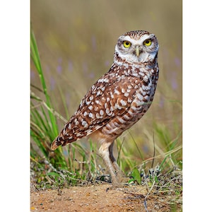 BURROWING OWL ready to hang Dye Sublimation Photo /Wildlife photo / Wild Bird Print / Owl photo / Nature Wall Art / American Birds / Raptors