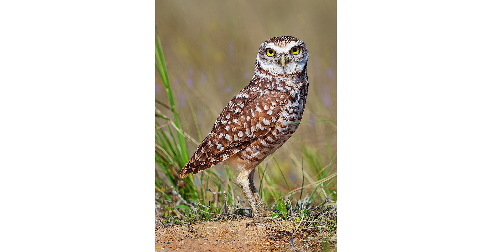 BURROWING OWL ready to hang Dye Sublimation Photo /Wildlife photo / Wild Bird Print / Owl photo / Na