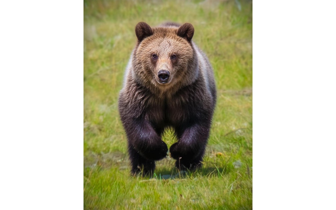 GRIZZLY BEAR #08A on the Move- Ready to Hang High Def. Dye-sublimation ...