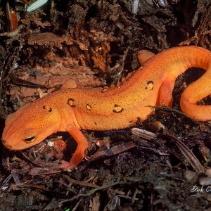 Red-Spotted Newt ready to hang print