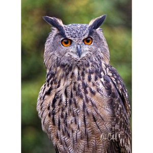 EURASIAN EAGLE OWL  ready to hang Dye Sublimation Photo /Wildlife photo / Wild Bird Print / Owl photo / Nature Wall Art / American Birds