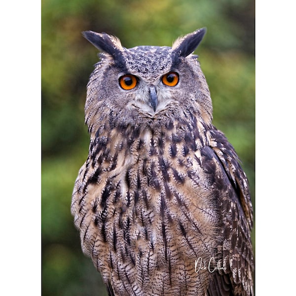EURASIAN EAGLE OWL  ready to hang Dye Sublimation Photo /Wildlife photo / Wild Bird Print / Owl photo / Nature Wall Art / American Birds