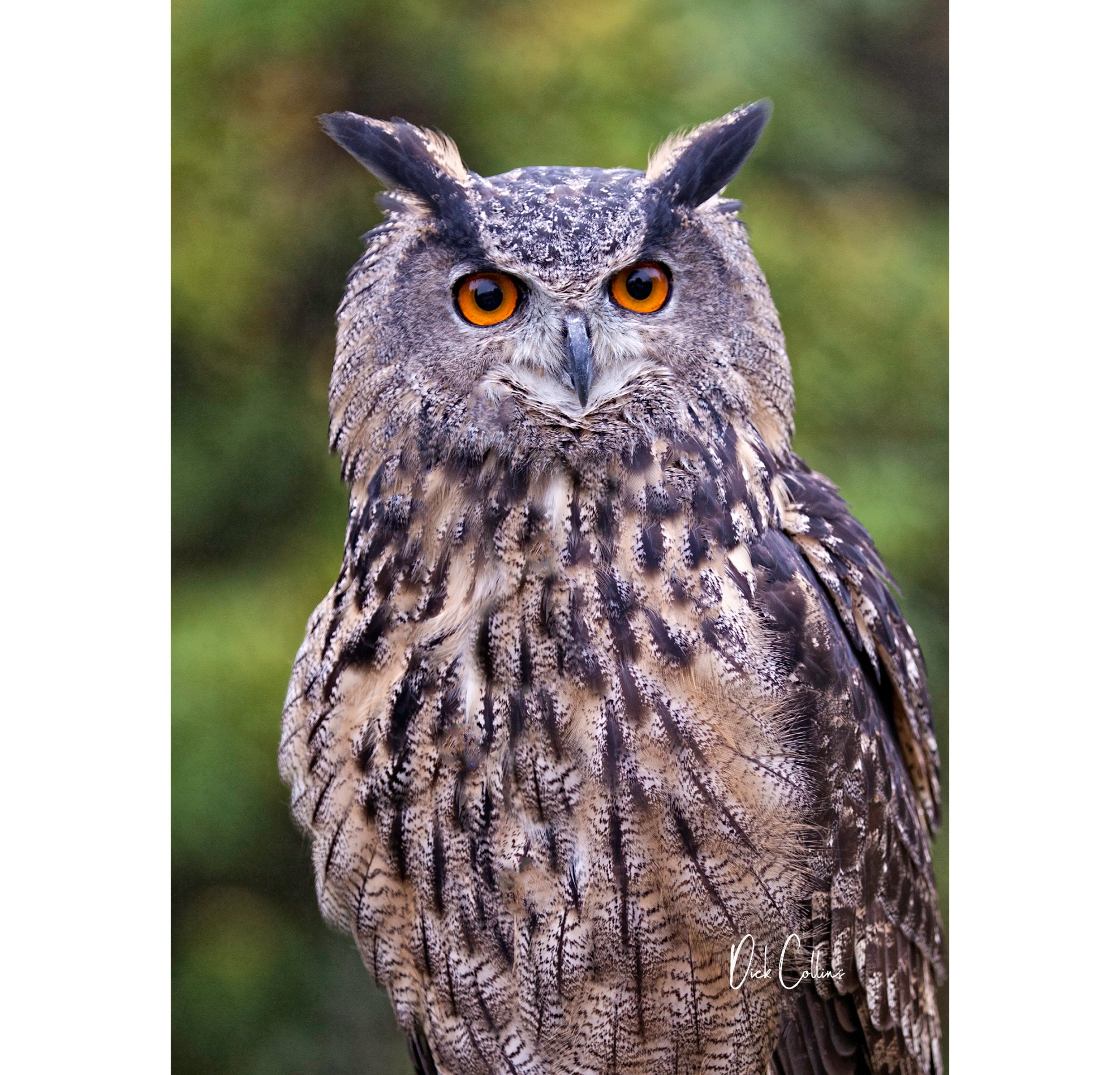 EURASIAN EAGLE OWL #01A  ready to hang Dye Sublimation Photo /Wildlife photo / Wild Bird Print / Owl