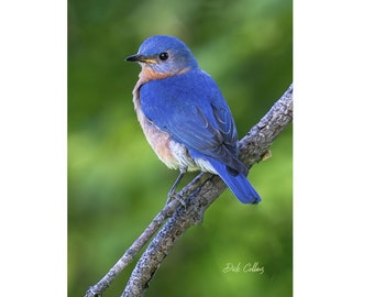 EASTERN BLUEBIRD #2 ready to Hang Dye sublimation print