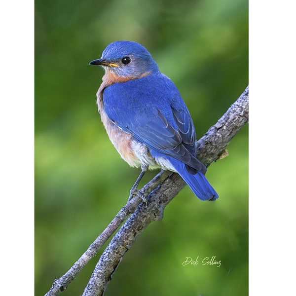 EASTERN BLUEBIRD #2 ready to Hang Dye sublimation print