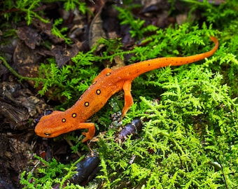 Red-Spotted Newt ready to hang print