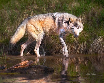Gray Wolf #02A in water - Ready to hang High Def. dye sublimation print / Wolf / Wild Wolves