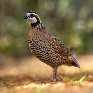 NORTHERN BOBWHITE ready to hang photo