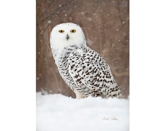 May include: A snowy owl with white and black feathers stands in a snowy landscape. The owl has bright yellow eyes and is looking directly at the camera.