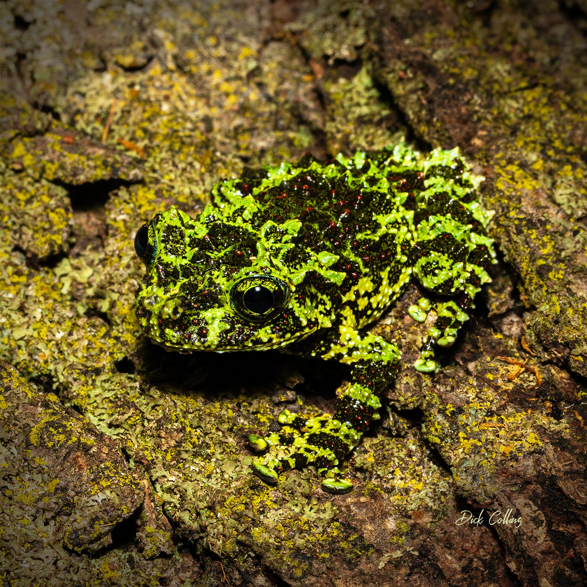 Mossy Tree Frog 