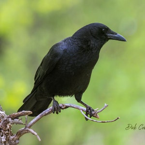 May include: A black crow perched on a branch with a blurred green background. The crow is looking to the right of the image. The photographer's name, "Dick Collins", is visible in the lower right corner of the image.