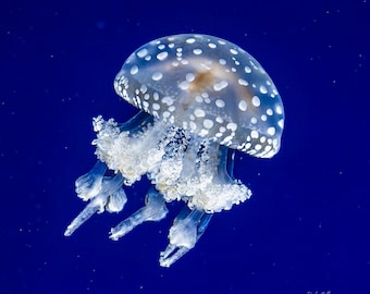 White-spotted Jellyfish - Ready to hang High Def Dye-sublimation Photo - Aquatic life- deep sea creatures