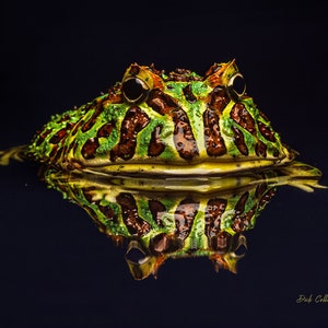 Green Pacman Frog Ready to hang Dye-sublimation print / Tropical Frog