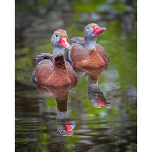 Black-bellied Whistling Ducks - Ready to hang High Def. Dye Sublimation Print - Waterfowl Print / Duck / South American Ducks