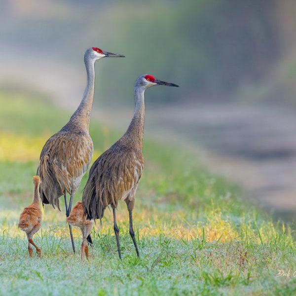 SANDHILL CRANES #02b with Colts ready to hang Dye Sublimation Photo / Marsh Birds / Florida Birds