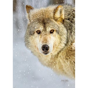 Gray Wolf Portrait- Ready to hang dye sublimation print