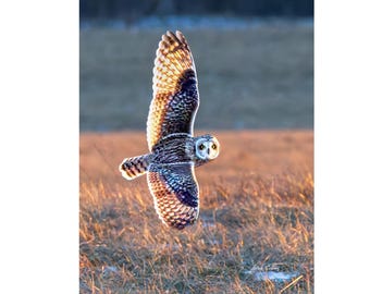 May include: A short-eared owl with brown, white, and gray feathers flies through a field of tall grass. The owl's eyes are open and looking directly at the camera.
