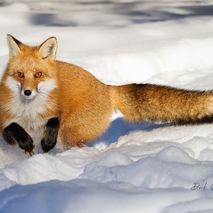 RED FOX in SNOW- Ready to hang dye sublimation print