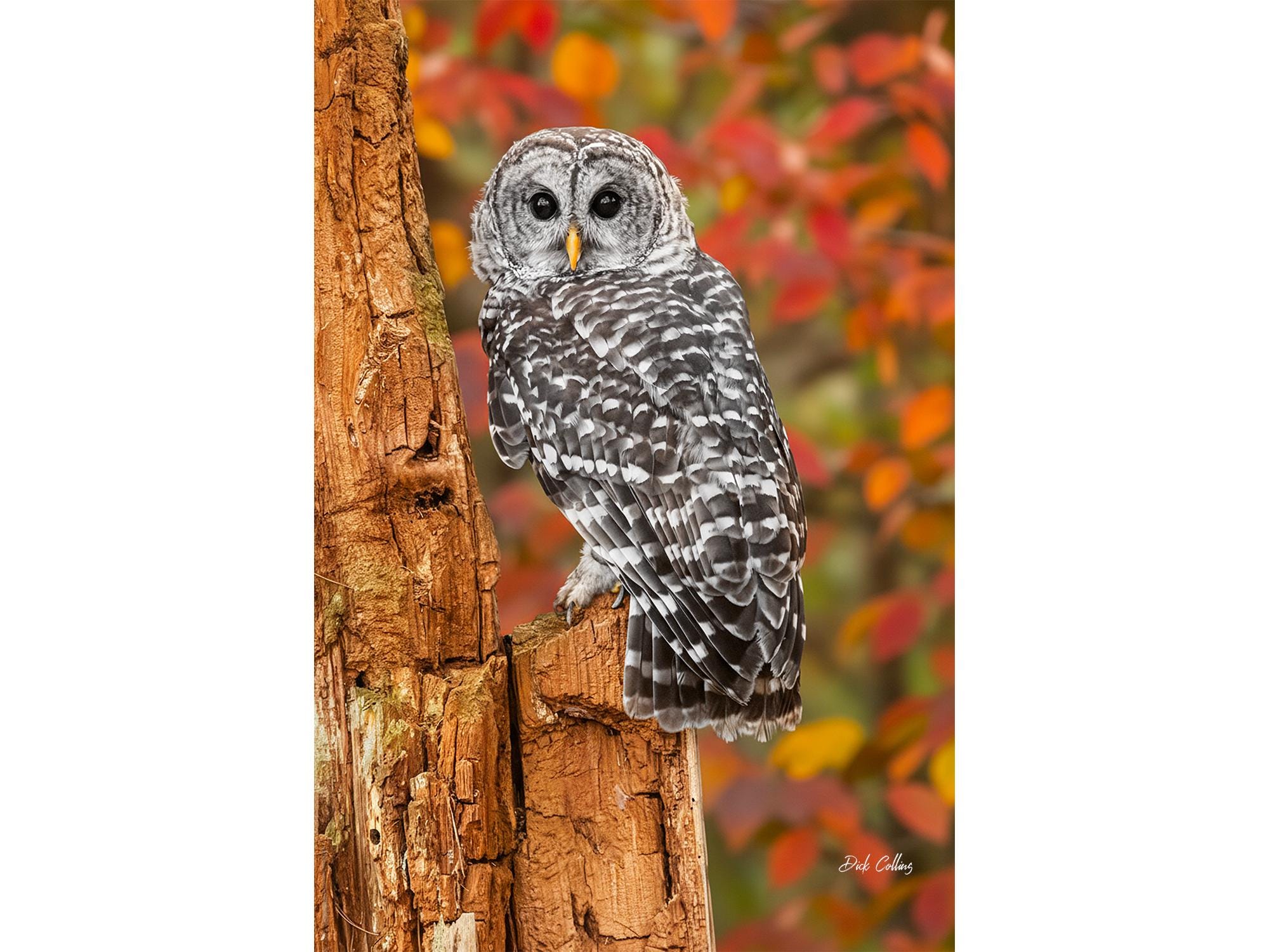 BARRED OWL in Autumn ready to hang Dye Sublimation Photo /Wildlife photo / Wild Bird Print / Owl pho