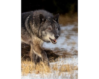 Gray Wolf hunting #05a - Ready to hang High Def. dye sublimation print / Wolf / Wild Wolves