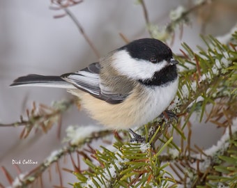 BLACK-CAPPED CHICKADEE Ready to hang Dye Sublimation photo wild bird wall art nature photo bird in snow winter nature chickadee in pine