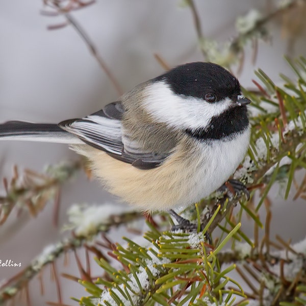 BLACK-CAPPED CHICKADEE Ready to hang Dye Sublimation photo wild bird wall art nature photo bird in snow winter nature chickadee in pine