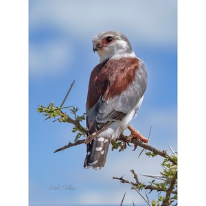 PYGMY FALCON  ready to hang photo