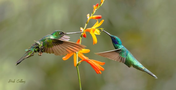 Wildbird hummingbird shop sling