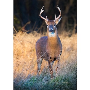 WHITETAIL BUCK #01a - Ready to hang dye sublimation print