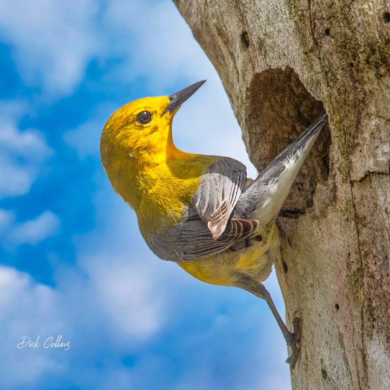 Prothonotary Warbler Ready to Hang Dye Sublimation Photo / Wild Bird ...