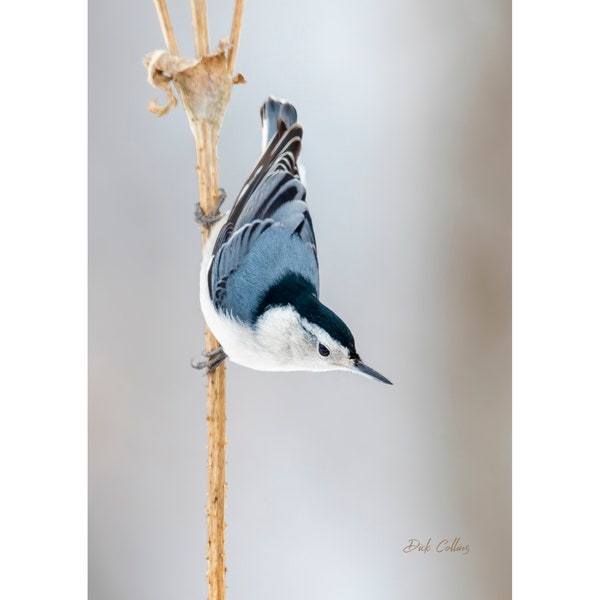WHITE-BREASTED NUTHATCH ready to Hang Dye sublimation print