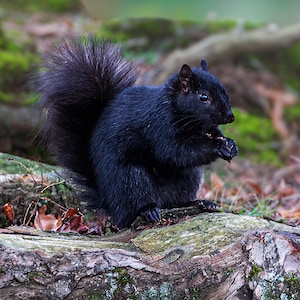 Black Squirrel - Ready to hang dye sublimation print