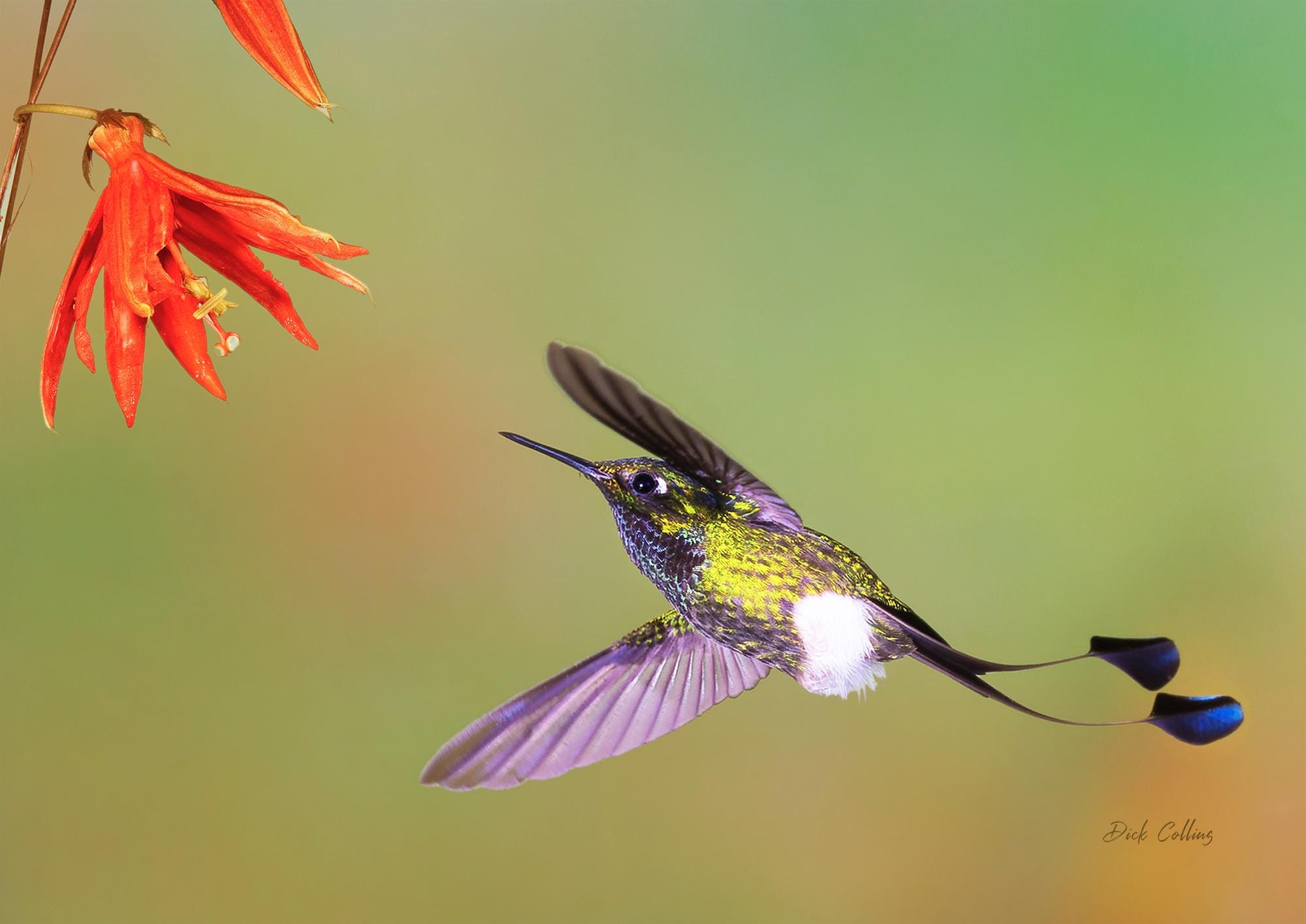 Boot Racket Tail Hummingbird BOOTED RACKET-TAIL Hummingbird- Ready to Hang High Def. Dye Sub Photo ...
