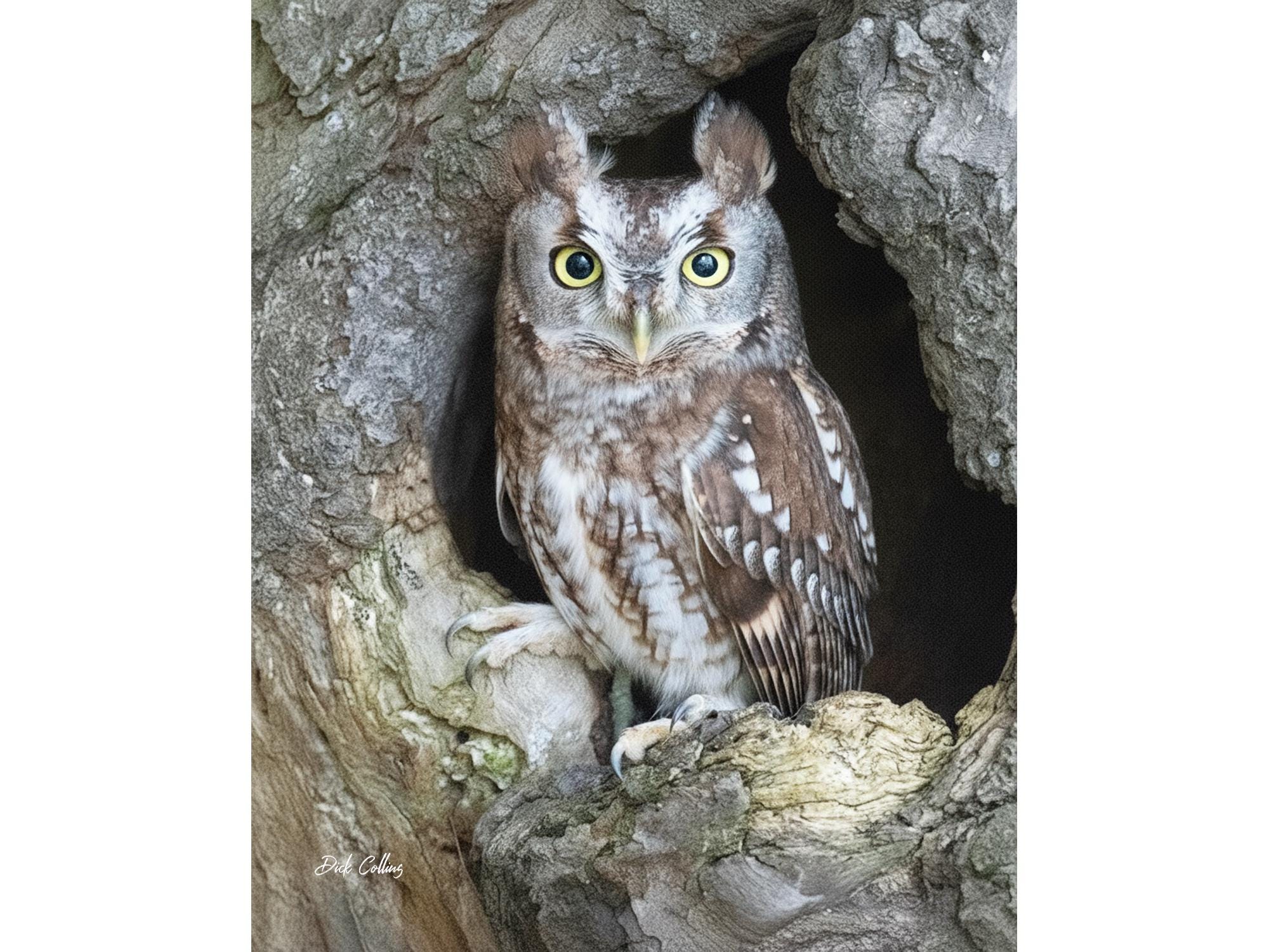 EASTERN SCREECH OWL Brown Morph #1 ready to hang High def. Dye Sublimation Photo /Wildlife photo / W