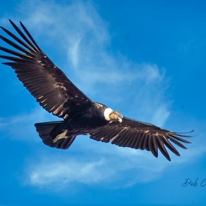 ANDEAN CONDOR in flight ready to hang high res photo South american condor nature wall art dye sublimation Chromalux print tropical bird