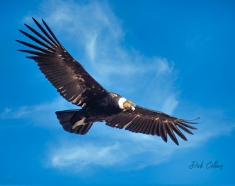 ANDEAN CONDOR in flight ready to hang high res photo South american condor nature wall art dye sublimation Chromalux print tropical bird