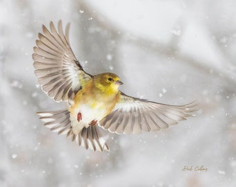 American Goldfinch - Ready to hang photo.