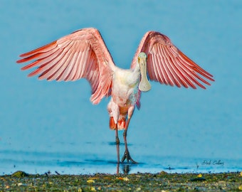 Roseate Spoonbill - Wing spreading -  Ready to Hang Print.