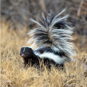 Striped Skunk- Ready to hang photo