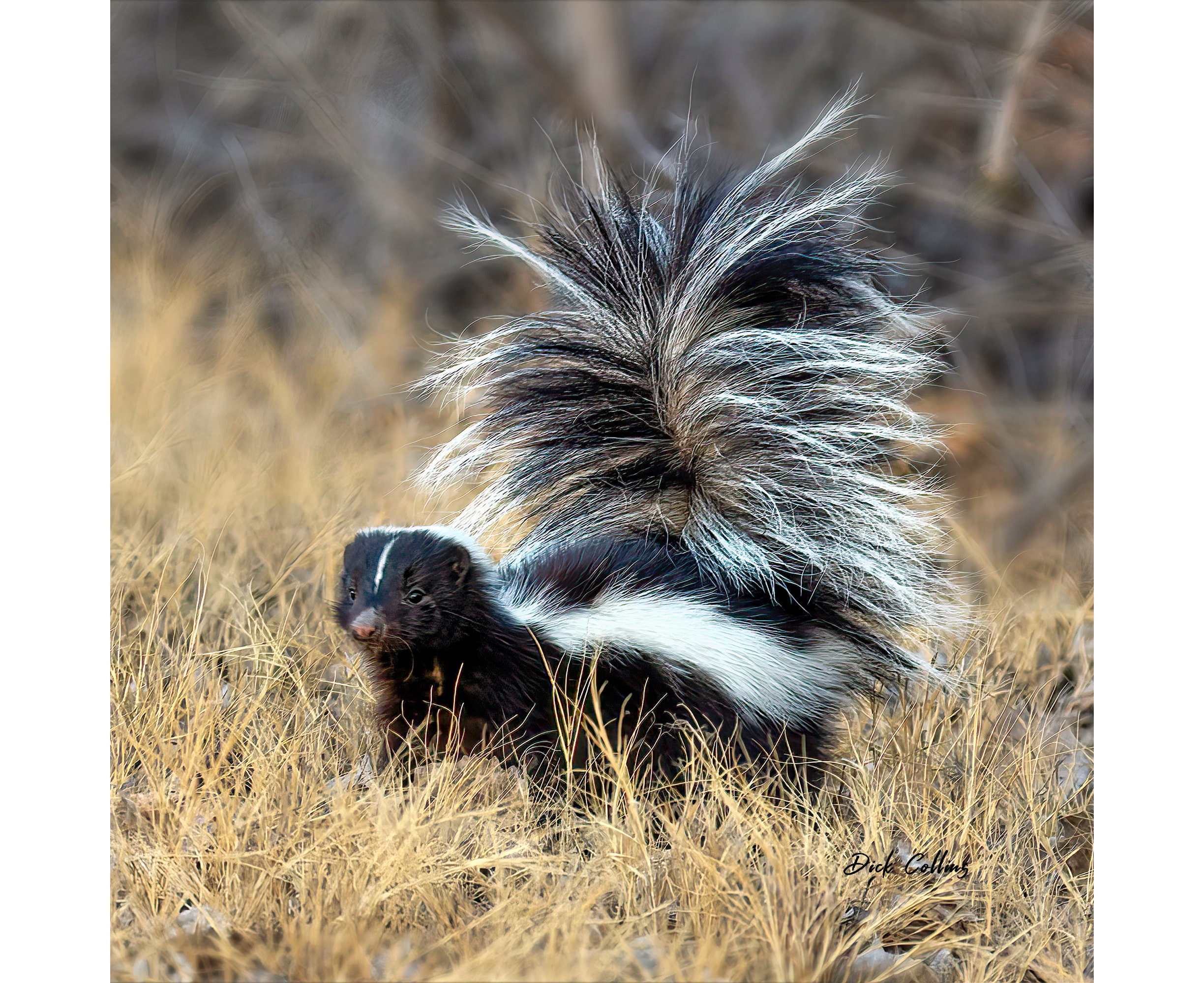 Striped Skunk #01A Ready to Hang Photo - Etsy