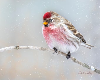 Common Redpoll in Snow - Ready to hang photo