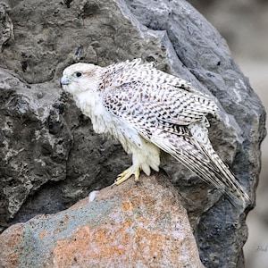 Gyrfalcon - White Morph ready to hang Dye Sublimation photo / Falcons / Raptors / Birds of Prey / White Gyrfalcon