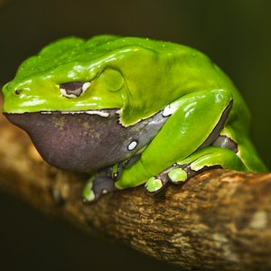 May include: A green and white frog with a large, swollen throat sits on a brown branch. The frog has a distinctive white stripe running along its back.