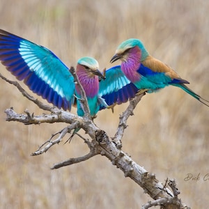 LILAC BREASTED ROLLERS ready to hang photo