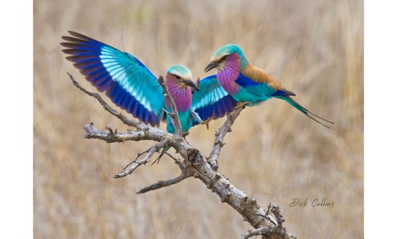 Two Purple Birds on a Branch with Purple Leaves Earrings Two Purple Birds on a Branch with Purple Leaves Earrings