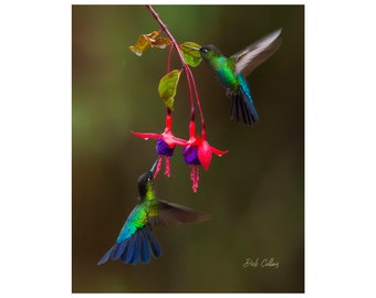 FIERY-THROATED HUMMINGBIRDS - Photo - Ready to hang Dye Sub, Photo.